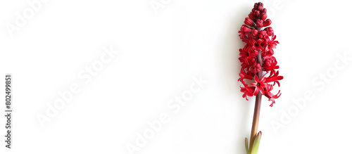 A single stem of elegant red hyacinths, arranged vertically to showcase their grace against a clean white canvas, all depicted in stunning full ultra HD detail.