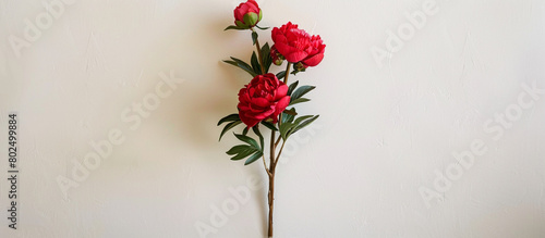 A single stem of elegant red peonies, arranged vertically to showcase their grace against a clean white canvas, all depicted in stunning full ultra HD detail.