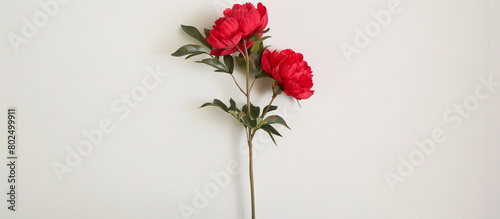 A single stem of elegant red peonies, arranged vertically to showcase their grace against a clean white canvas, all depicted in stunning full ultra HD detail.