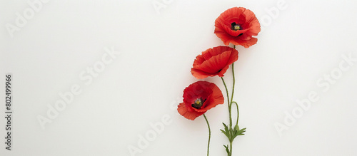 A single stem of elegant red poppies, arranged vertically to showcase their beauty against a pristine white background, all captured in stunning 32k resolution.