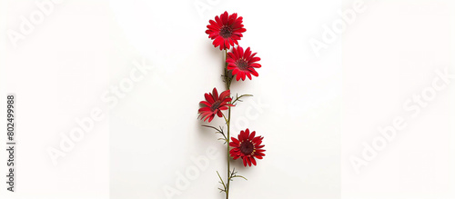A single stem of red daisies, arranged vertically to create a striking contrast against a backdrop of pure white, capturing the essence of beauty in full ultra HD detail.