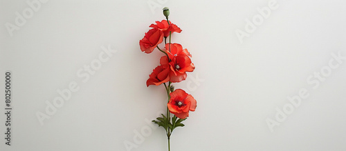 A single stem of elegant red poppies, arranged vertically to showcase their beauty against a pristine white background, all captured in stunning 32k resolution-