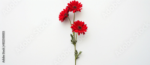 A single stem of red daisies, arranged vertically to create a striking contrast against a backdrop of pure white, capturing the essence of beauty in full ultra HD detail.
