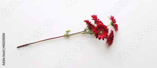  A single stem of ruby daisies, arranged vertically to create a striking contrast against a backdrop of pure white, capturing the essence of beauty in full ultra HD detail.