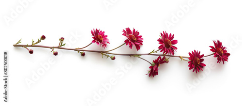 A single stem of ruby daisies, arranged vertically to create a striking contrast against a backdrop of pure white, capturing the essence of beauty in full ultra HD detail.