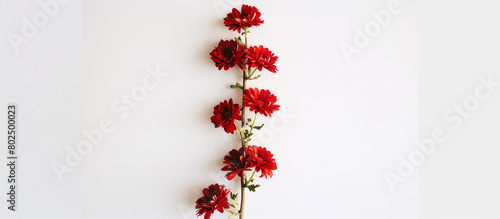 A single stem of ruby daisies, arranged vertically to create a striking contrast against a backdrop of pure white, capturing the essence of beauty in full ultra HD detail.