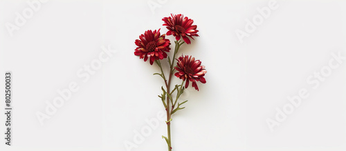  A single stem of ruby daisies, arranged vertically to create a striking contrast against a backdrop of pure white, capturing the essence of beauty in full ultra HD detail.