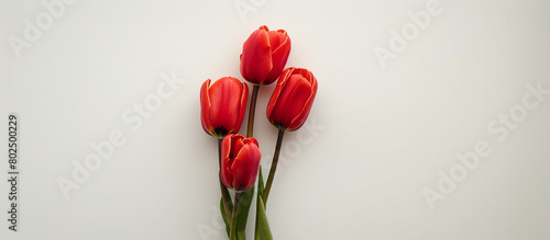A solitary stem of scarlet tulips, arranged vertically to highlight their vibrant color against a backdrop of clean white, all captured in stunning 32k resolution.