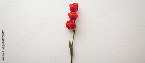 A solitary stem of scarlet tulips, arranged vertically to highlight their vibrant color against a backdrop of clean white, all captured in stunning 32k resolution.