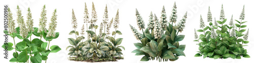 Foamflower Plants Hyperrealistic Highly Detailed Isolated On Transparent Background Png File