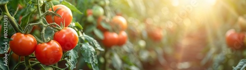 A panoramic view of a sprawling organic tomato farm, vibrant red tomatoes in contrast with green foliage, under a bright sky, perfect for minimal text overlay