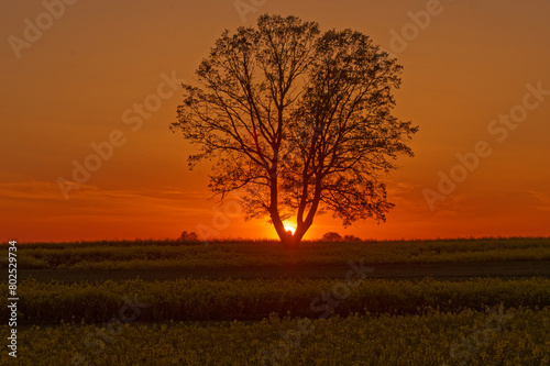 Sunset and a lonely tree in the fields. Natural background.