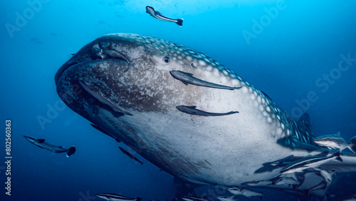tiburon ballena con remoras