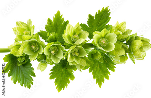 Green hellebores flowers with leaves isolated on transparent background