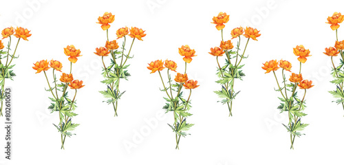 Seamless rim with watercolor frying flowers Trollius on white background. Yellow orange summer wildflower. Pattern with herbs for aromatherapy and bouquet. Botanical border for wallpaper or wrapping