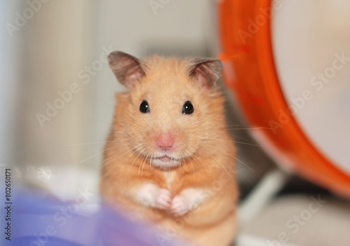 Syrian hamster stares at the camera