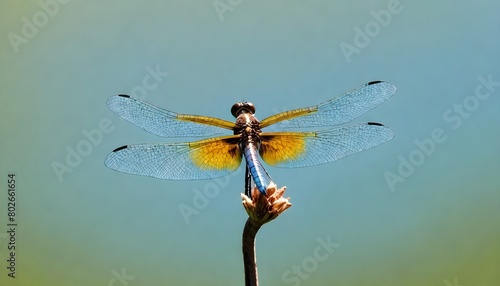 Dragonfly (72)
