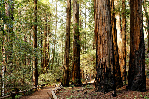 Tall Redwoods and Path at Armstrong Redwoods State Natural Reserve, California, USA