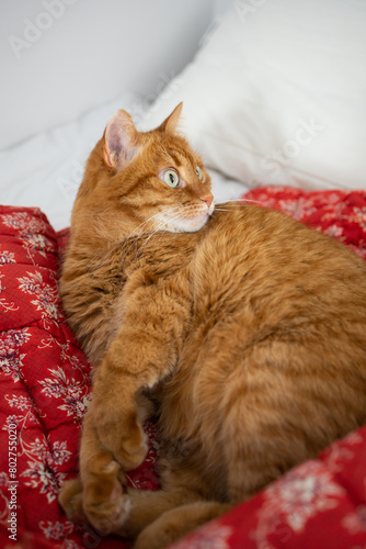Ginger cat looks surprised in bed on red blanket with floral print