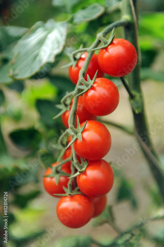 Italy Sicily Pachino tomatoes are the most famous variety of tomatoes in Italy