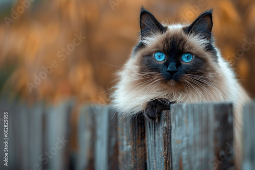 A serene Himalayan cat perched on a wooden fence, watching the world go by with tranquil blue eyes.