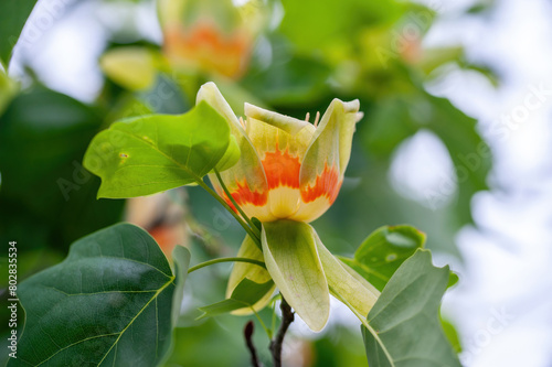 Macro shot of Tulip tree Liriodendron tulipifera