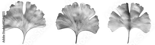 Set of silver gingko leaves