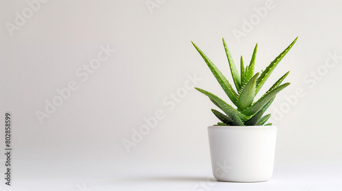 Aloe in a white pot on a white background with space for text