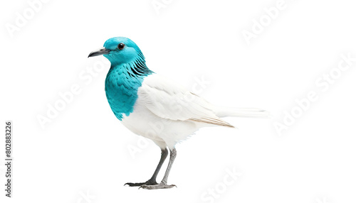 A white and turquoise bird with a black beak - bare-throated bellbird on Transparent Background 