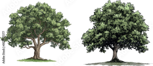 Tree green drawing. Oak graphics, environment religious creative knowledge logo branding element, genealogy wood vector illustration