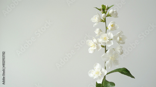 A graceful stem of jasmine flowers arranged vertically, white blooms emitting a sweet scent and adding elegance to the composition against a bright white background