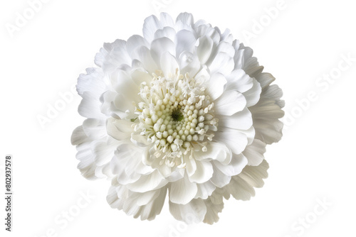 Bright white scabiosa flower isolated on transparent background
