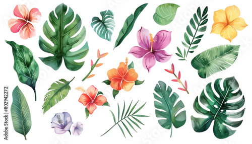 A collection of detailed tropical leaves and flowers on isolated background