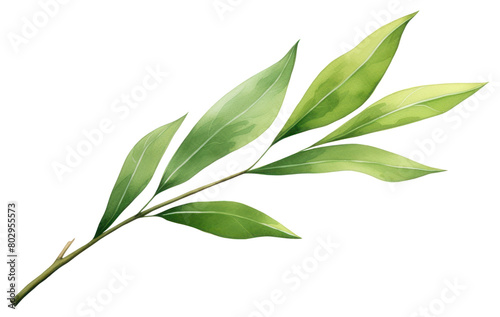 PNG Willow leaf annonaceae herbal plant.