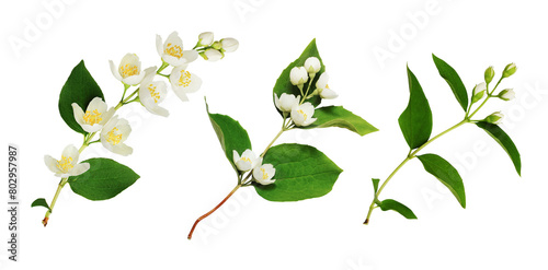 Set of Jasmine (Philadelphus) buds and leaves isolated on white or transparent background