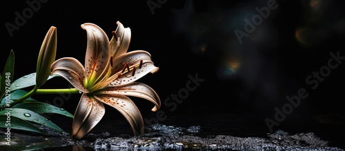 A condolence card with copy space featuring a dark stone adorned with a lily funeral flower