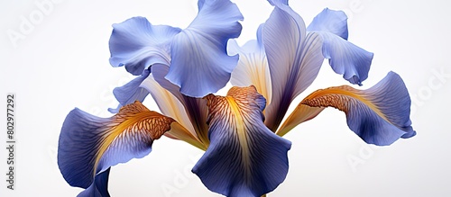 A close up photo of a beautiful blue and brown iris flower is captured in a studio setting The flower stands out against a white background and the image has a large depth of field It was taken using