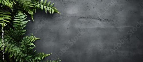A copy space image of a wild fern frame is captured against a gray concrete background