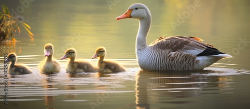 A family of greylag geese consisting of two adult geese and their five goslings can be seen swimming gracefully in the water in this copy space image