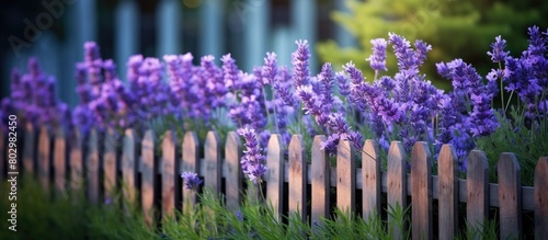 A blue wood fenced raised bed filled with beautiful blooming purple Lavender flowers creating a picturesque copy space image