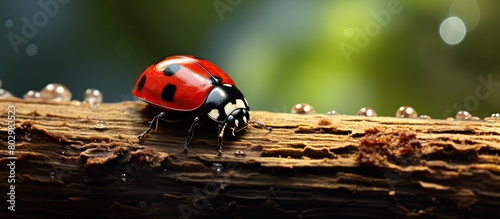 A detailed view of a ladybug perched on a log with ample space for copy in the image