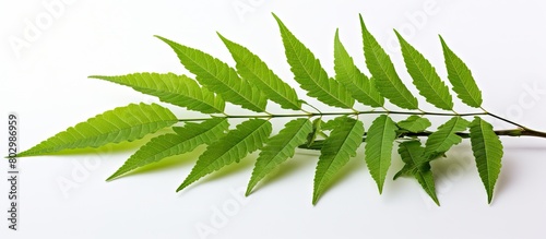 A copy space image featuring fresh green neem or azadirachta indica leaves against a white isolated background