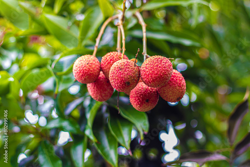 Letchi de La Réunion