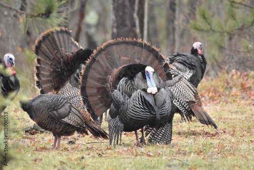 A flock of wild turkeys 