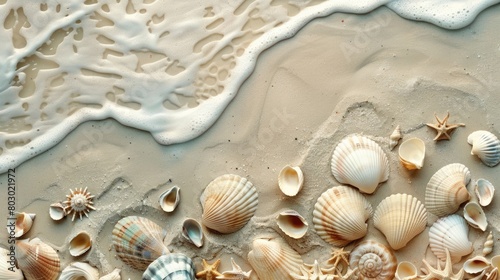 Various mollusc shells are scattered on the sandy beach, creating a beautiful pattern. These natural materials originate from the water and terrestrial animals AIG50