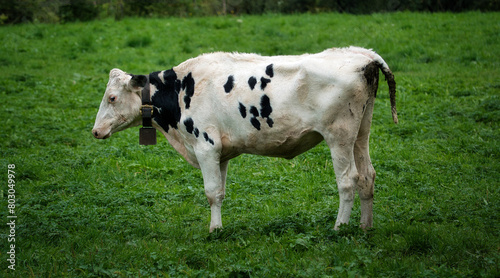 Eine weisse Kuh mit einigen kleinen, schwarzen Flecken an der Seite, mit Kuhglocke um den Hals, im seitlichen Portrait auf einer Wiese