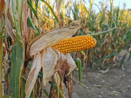 Kolba kukurydzy o kształcie fallusa