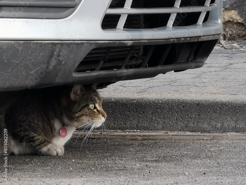 Kot ukrywa się pod autem