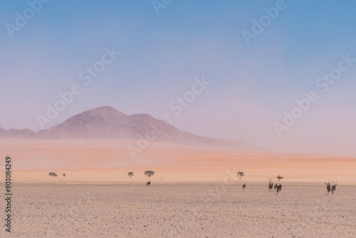 Oryx in the Namib-Naukluft National Park along the C27, Namibia