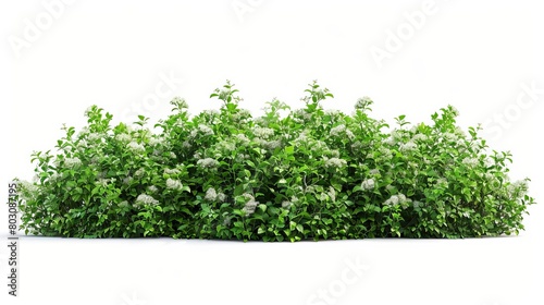 dense green bushes with small white flowers isolated on white cut out